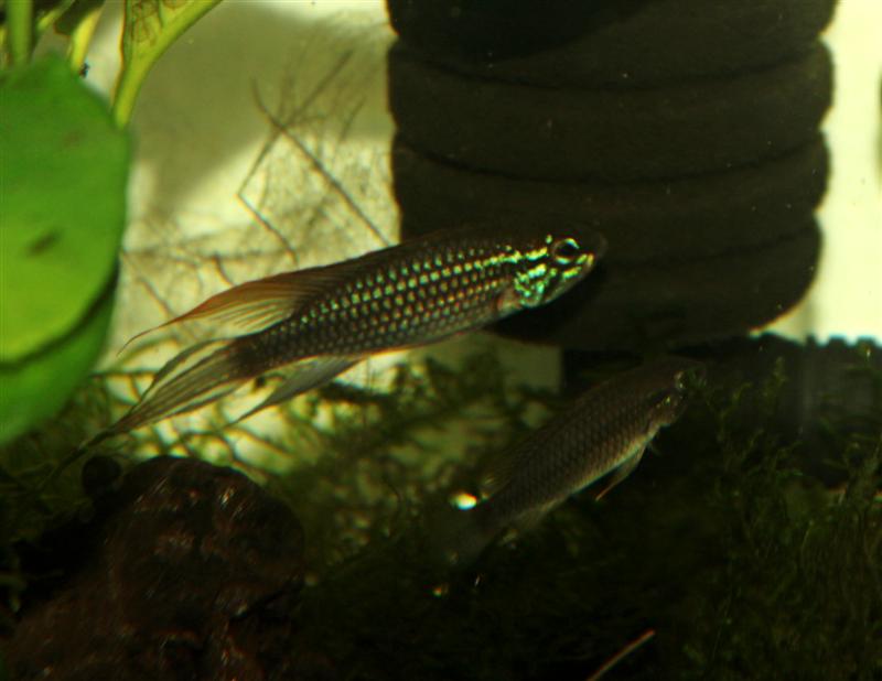 tefemedium.jpg
