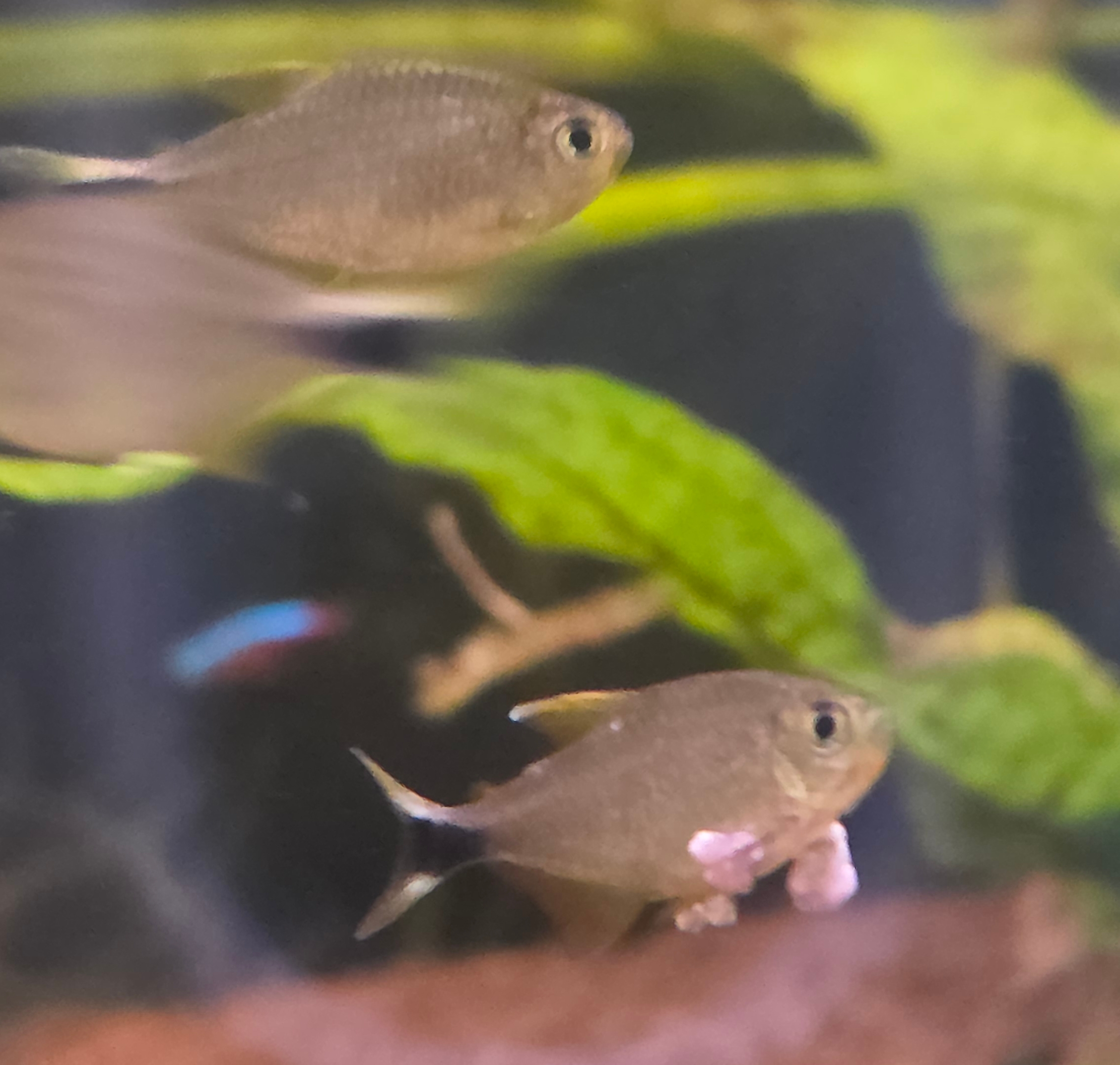 tetra.jpg