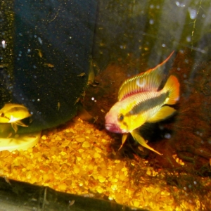 Apistogramma Abacaxis pair with fry