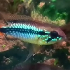 A young agassizi male