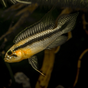 Apistogramma gephyra