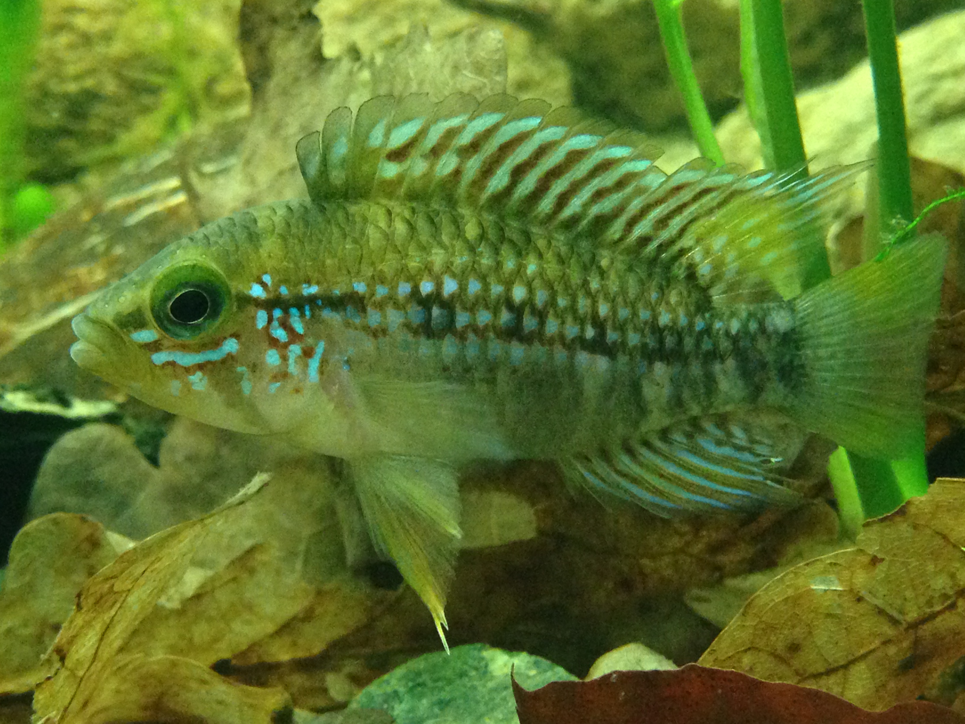 A. Ortegai Male "purple"