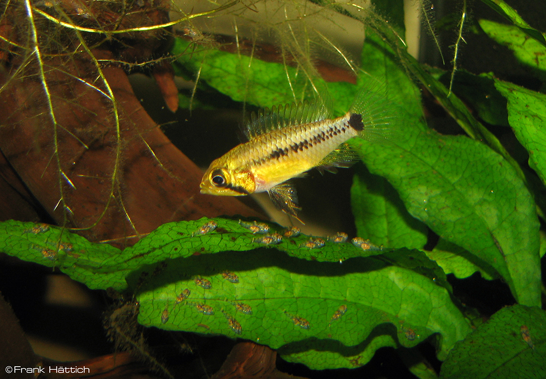 A. sp. Doppelfleck