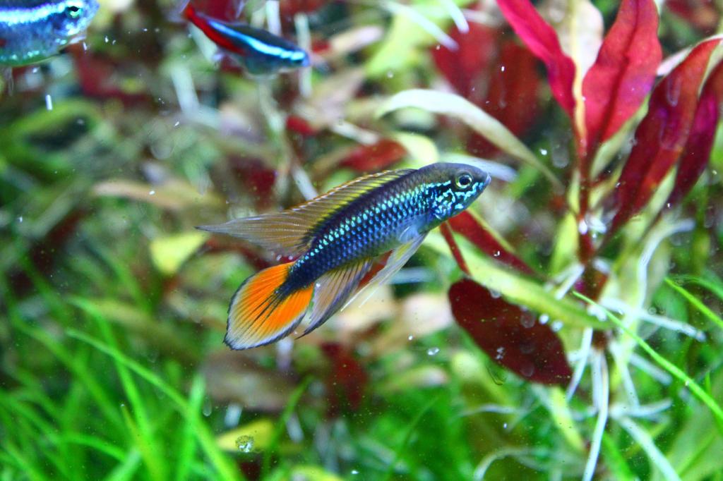 Agassizii Male
