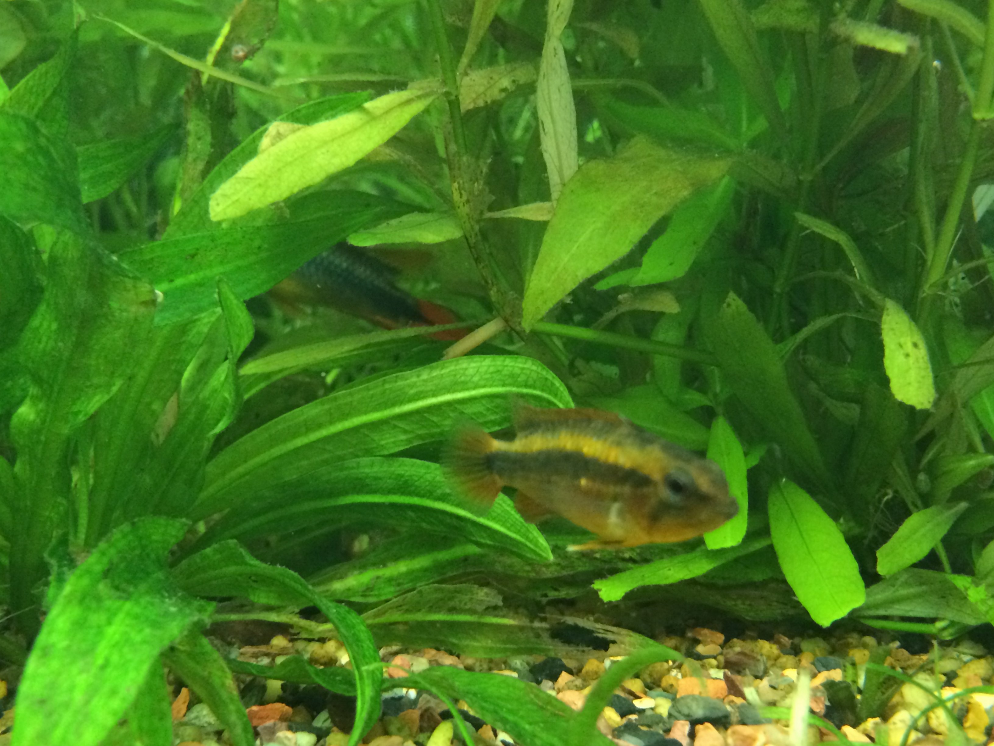 Apisto collection