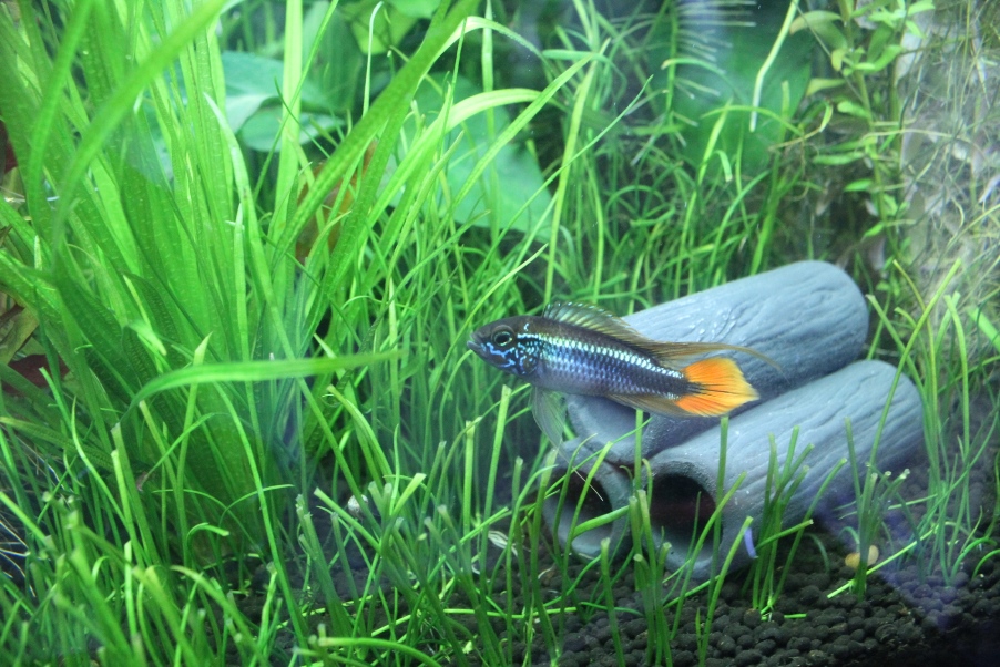 Apistogramma Agassizii