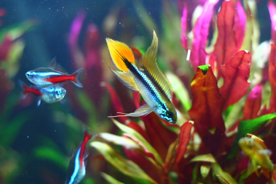 Apistogramma Agassizii