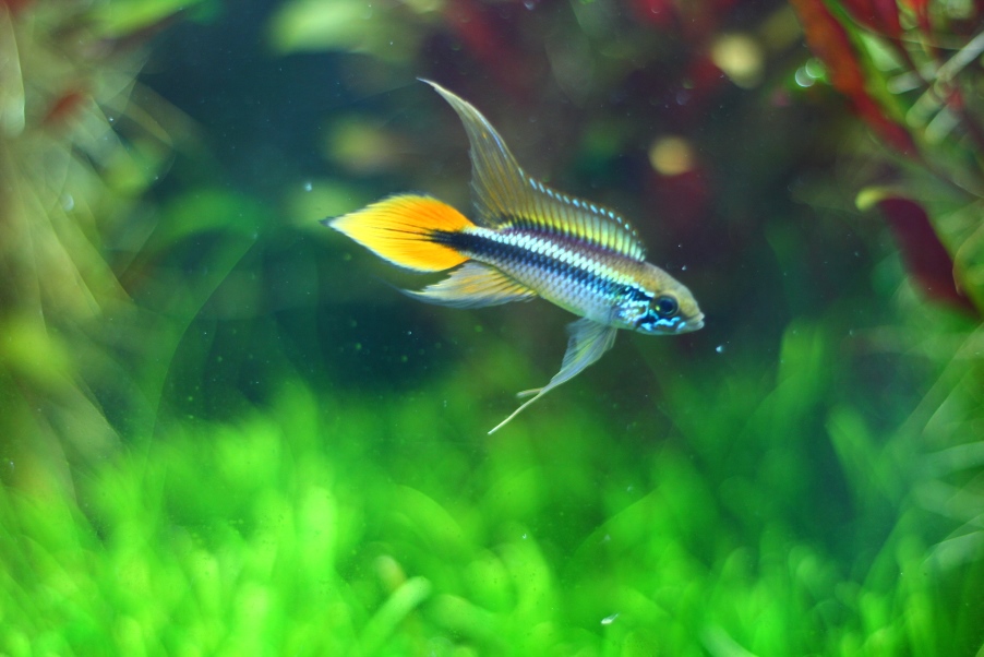 Apistogramma Agassizii