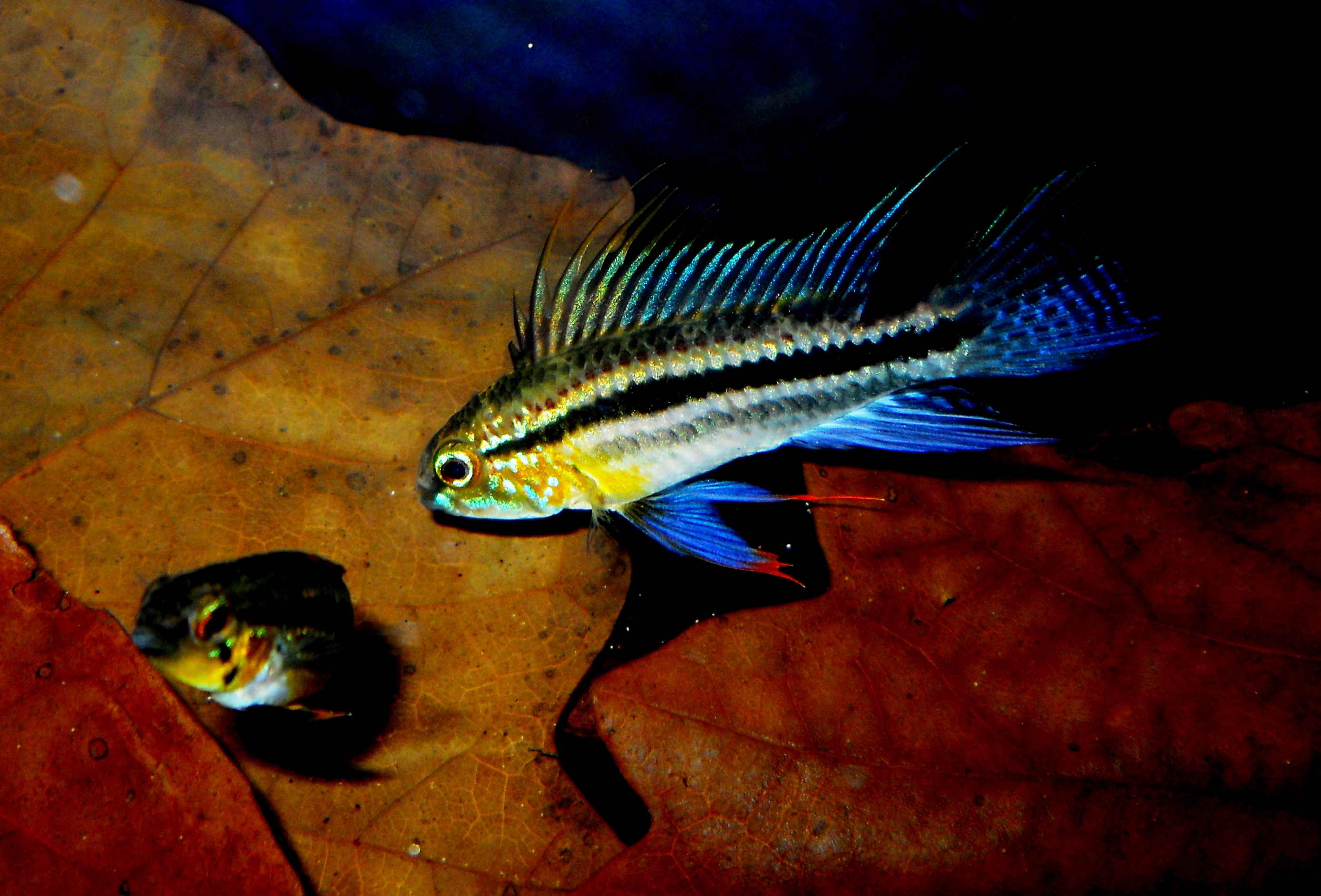 Apistogramma bitaeniata 'Río Tigre' male