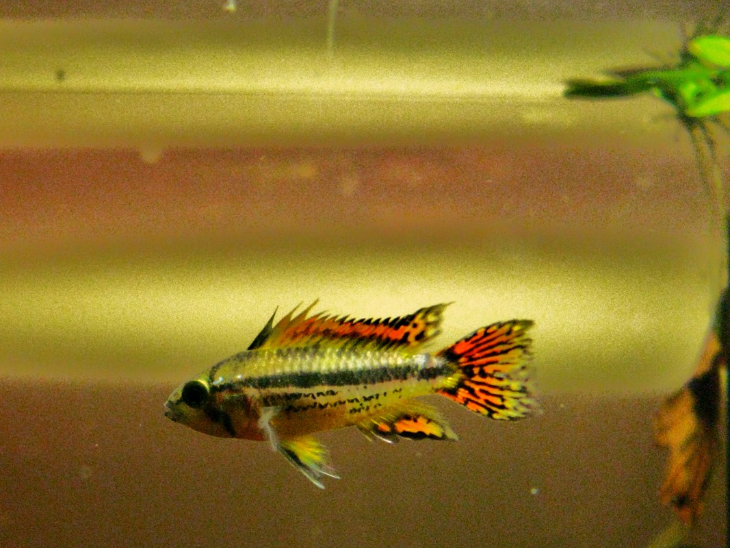 Apistogramma Cacatuoides Triple Red