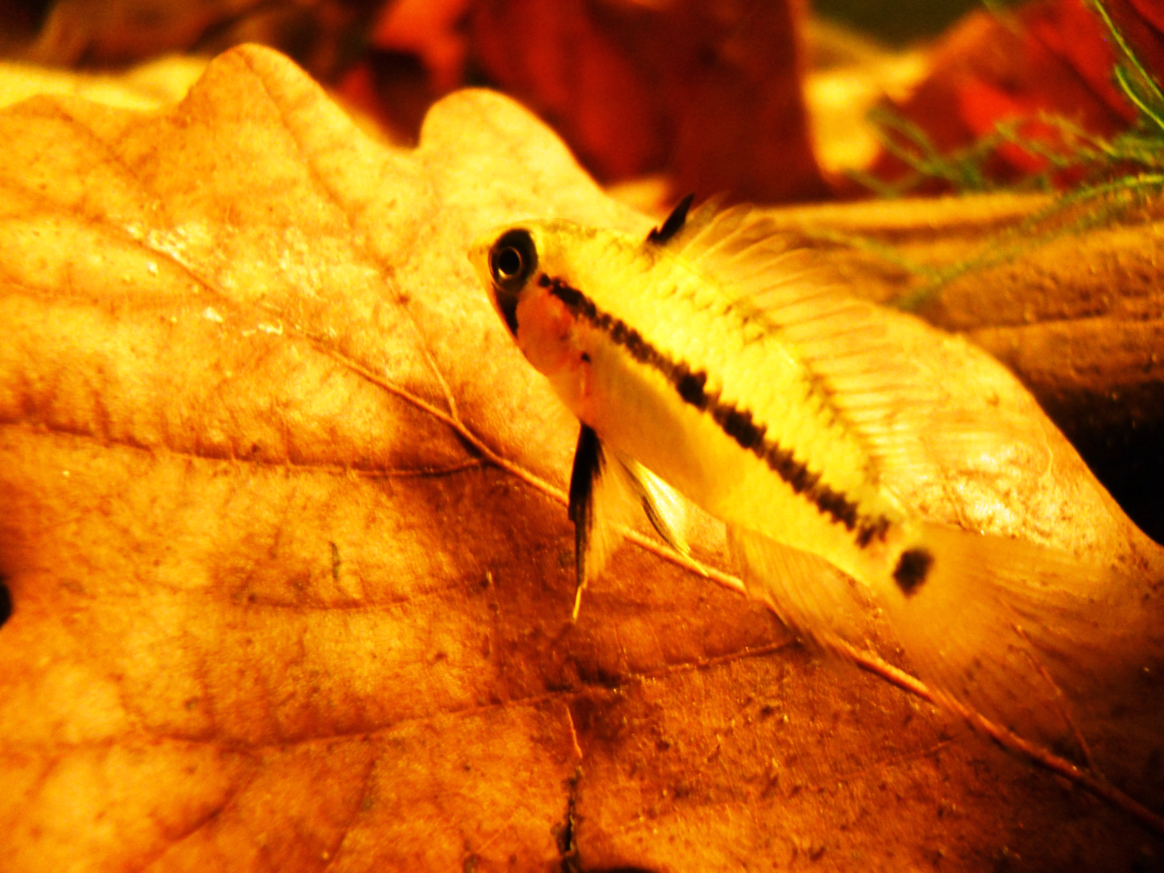 Apistogramma eunotus 'orangeschwanz' female