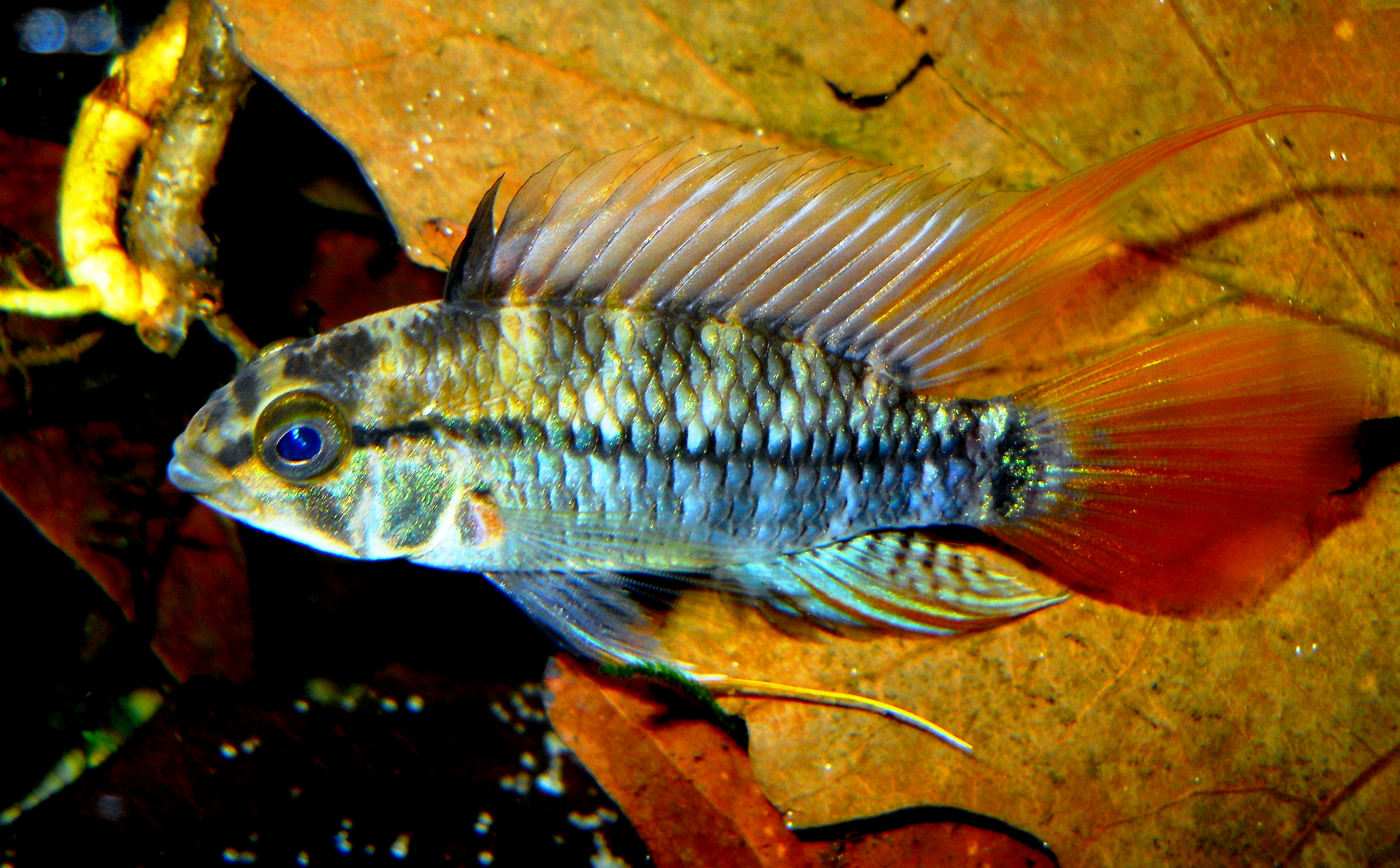 Apistogramma eunotus 'orangeschwanz' male