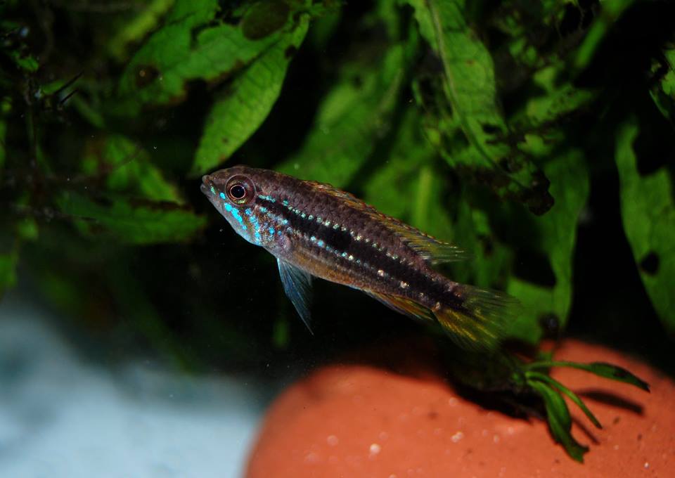 apistogramma mendezi