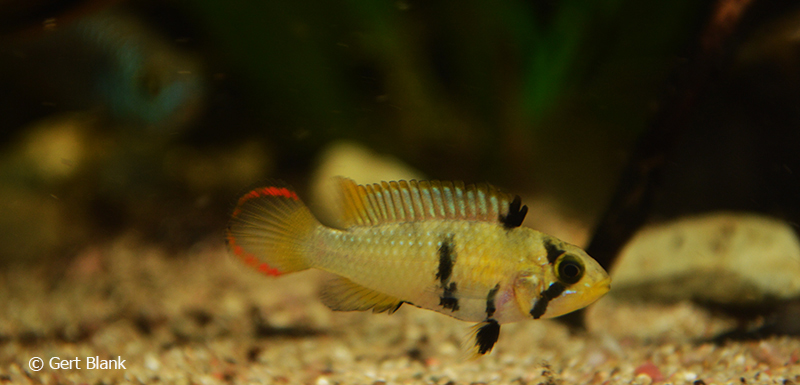 Apistogramma panduro female