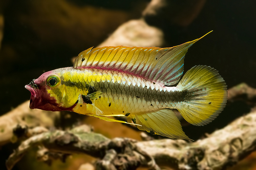 Apistogramma sp. Abacaxis