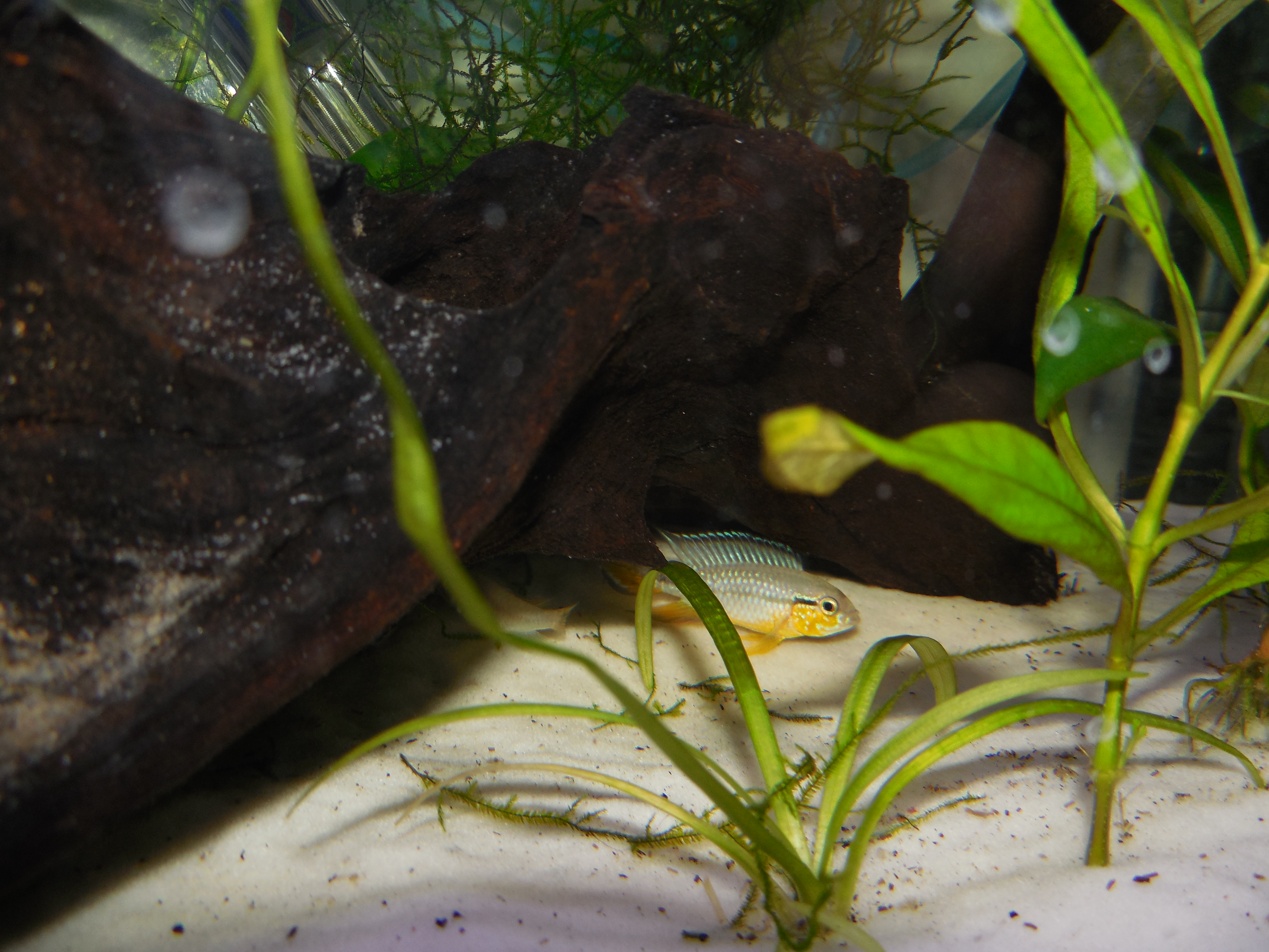 Apistogramma Tefe Pearl Orange