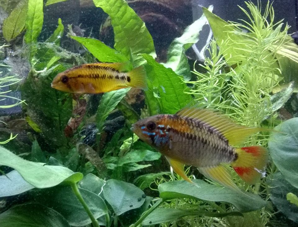 Apistogramma Vejita II