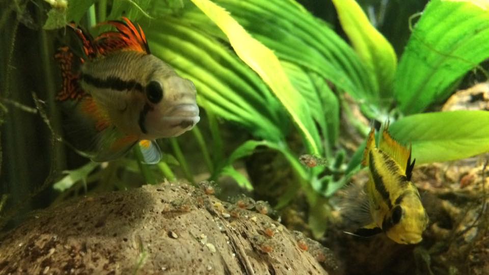 Cacatuoides family