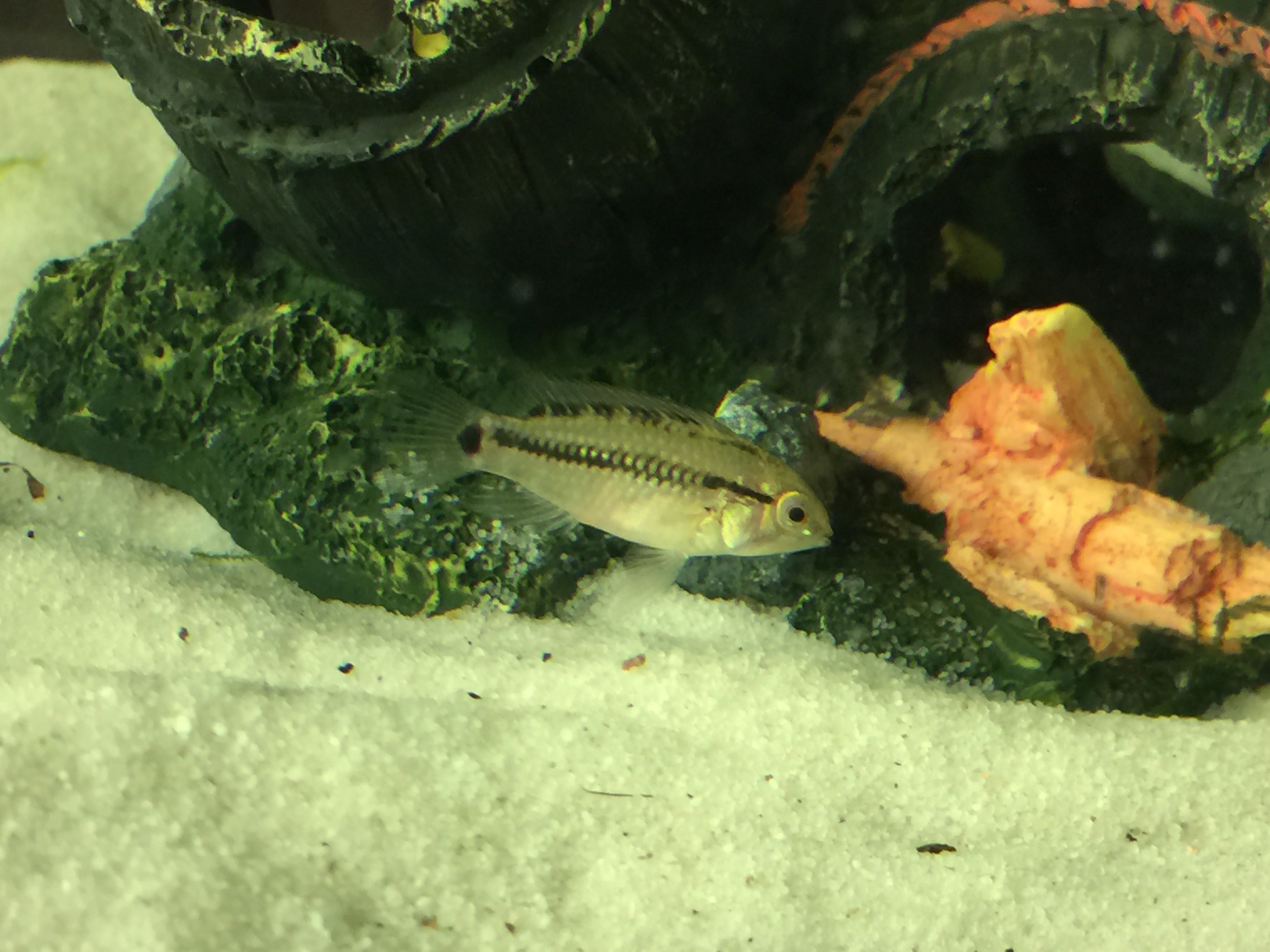 Male or female hongsloi