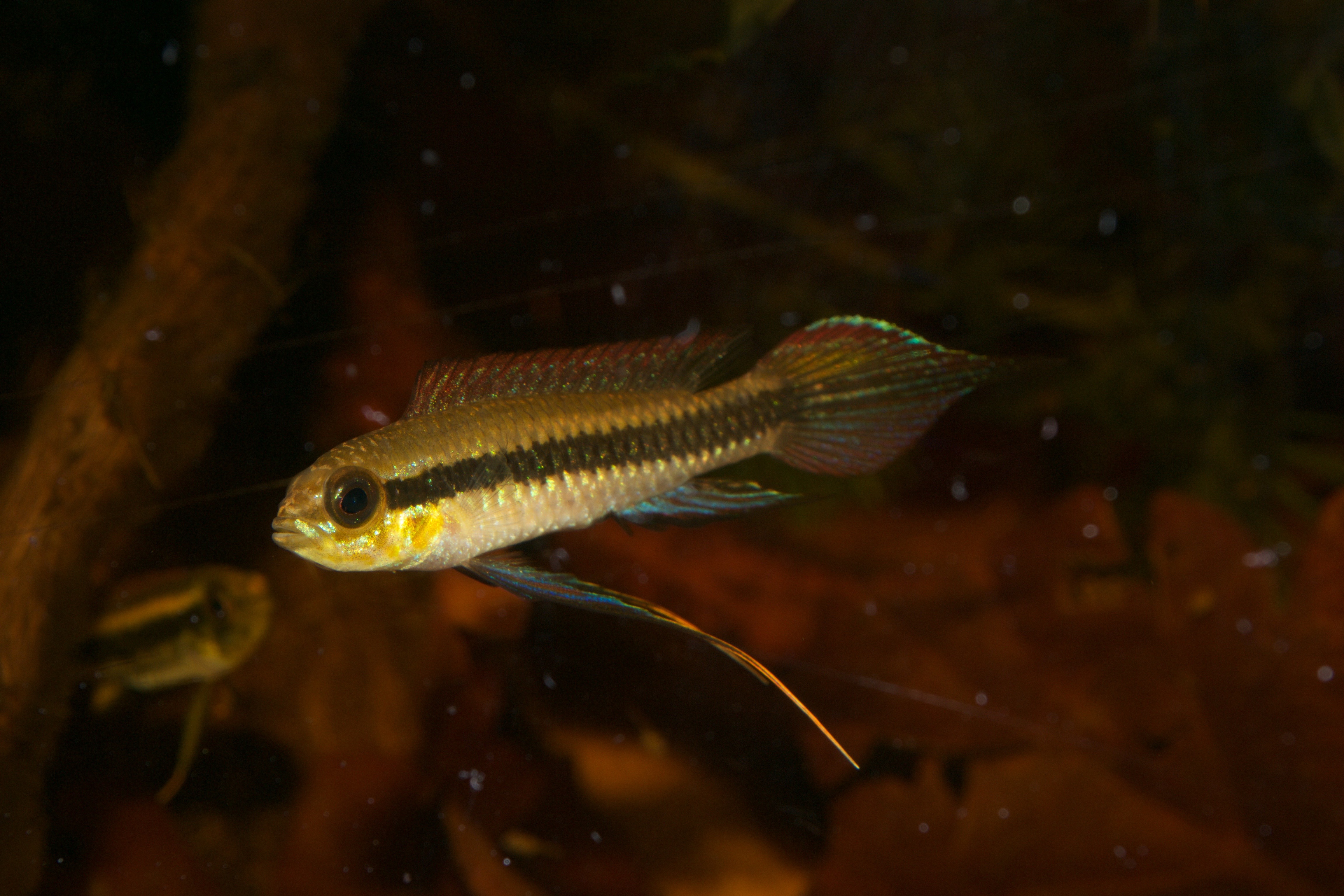 Taeniacara candidi