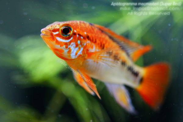 Various Apistogramma sp.