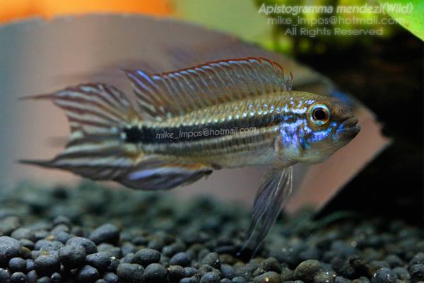 Various Apistogramma sp.