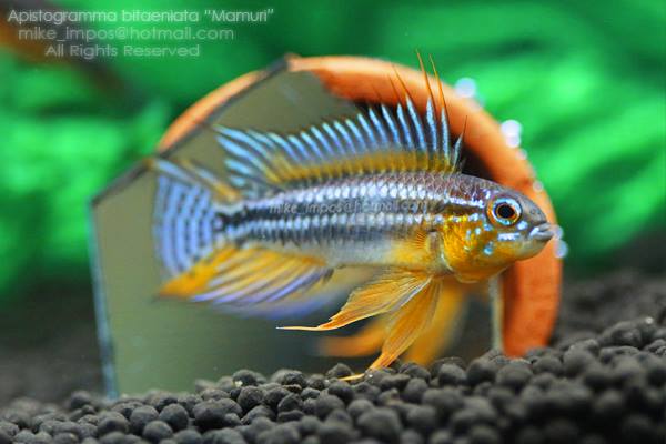 Various Apistogramma sp.