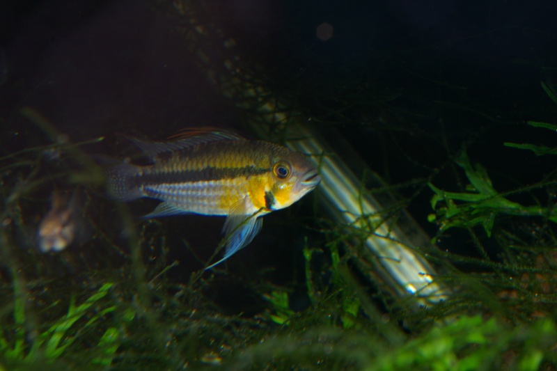 Wild male apistogramma cacatuoides Colombie