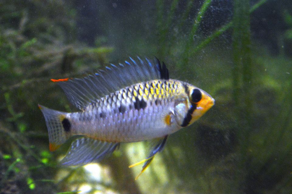 Young male apistogramma steidachneri